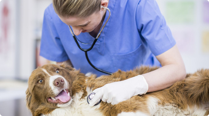 Pentru animale de companie